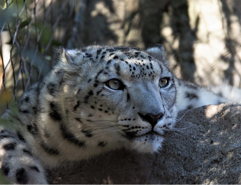 Снежный барс. Panthera uncia Снежный барс фото. Panthera uncia