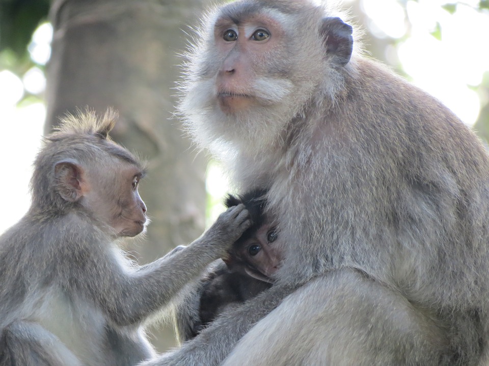 Макаки. Macaca Макаки животные фото. Macaca